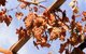 China: Grape trellises, Khotan, Xinjiang Province