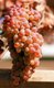 China: Grapes growing in Khotan, Xinjiang Province